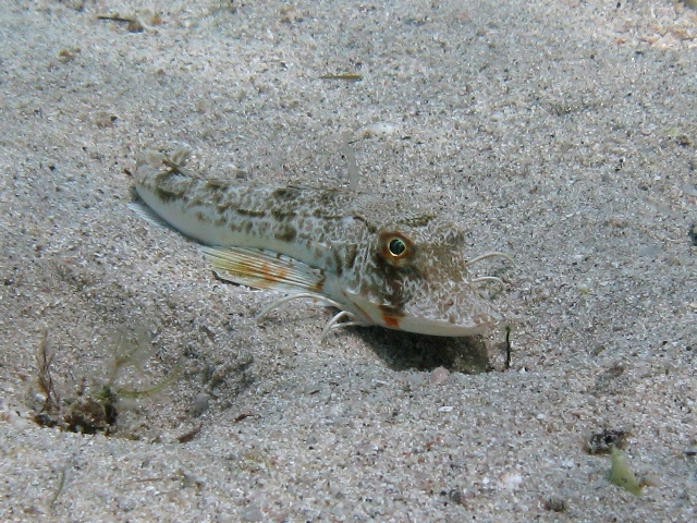 juvenile Chelidonichthys lucerna